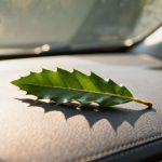 Las razones por las que deberías poner una hoja de laurel en tu coche