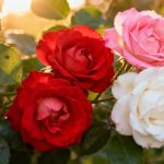 El truco secreto de los jardineros para rosales sanos y sin hongos